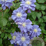 Clematis 'Kiri Te Kanawa' GM 2,0L leverbaar