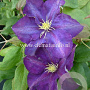 Clematis 'Lady Betty Balfour' GM 2,0L leverbaar