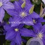 Clematis 'Lasurstern' GM 2,0L leverbaar