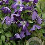 Clematis 'Little Bas' GM 2,0L leverbaar