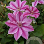 Clematis 'Love Jewelry' GM 2,0L leverbaar