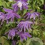 Clematis macropetala GM 2,0L leverbaar