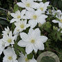 Clematis (ELF) Madame Blanc GM 2,0L leverbaar