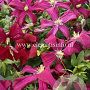 Clematis 'Madame Julia Correvon' GM 2,0L leverbaar