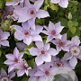 Clematis Mandy GM 2,0L leverbaar