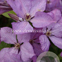 Clematis 'Margaret Hunt' GM 2,0L leverbaar