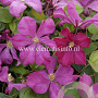 Clematis 'Margot Koster' GM 2,0L leverbaar