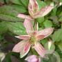 Clematis 'Marjorie' GM 2,0L leverbaar