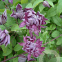 Clematis 'Mary Rose' GM 2,0L leverbaar