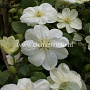 Clematis 'Mary-Claire' GM 2,0L leverbaar