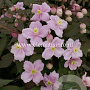 Clematis 'Mayleen' GM 2,0L leverbaar