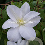 Clematis 'Mevrouw Le Coultre' GM 2,0L leverbaar