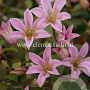 Clematis Mienie Belle GM 2,0L leverbaar