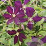 Clematis 'Mikelite' GM 2,0L leverbaar
