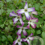 Clematis 'Minuet' GM 2,0L leverbaar