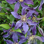 Clematis Mississippi River GM 2,0L leverbaar