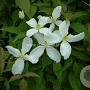 Clematis montana GM 2,0L leverbaar
