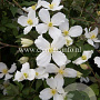 Clematis montana grandiflora GM 2,0L leverbaar