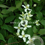 Clematis mont. wilsonii GM 2,0L leverbaar