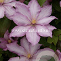 Clematis Morning Star GM 2,0L leverbaar