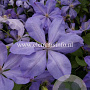 Clematis 'Mrs Cholmondeley' GM 2,0L leverbaar