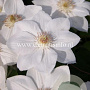 Clematis 'Mrs George Jackman' GM 2,0L leverbaar