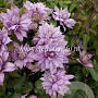 Clematis 'Mrs Spencer Castle' GM 2,0L leverbaar