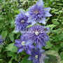 Clematis 'Multi Blue' GM 2,0L leverbaar