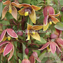 Clematis 'My Angel' GM 2,0L leverbaar