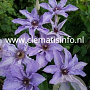Clematis Myosotis GM 2,0L leverbaar