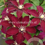 Clematis 'Niobe' GM 2,0L leverbaar