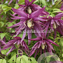 Clematis Octopus GM 2,0L leverbaar