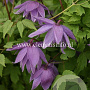 Clematis 'Ola Howells' GM 2,0L leverbaar