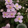 Clematis 'Olga' GM 2,0L leverbaar