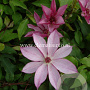 Clematis 'Omoshiro' GM 2,0L leverbaar