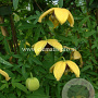 Clematis 'Orange Peel' GM 2,0L leverbaar