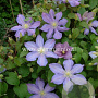 Clematis 'Paola' GM 2,0L leverbaar
