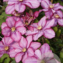 Clematis Paradiso GM 2,0L leverbaar