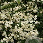 Clematis 'Paul Farges' GM 2,0L leverbaar
