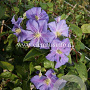 Clematis 'Perle d'Azur' GM 2,0L leverbaar