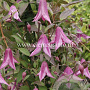 Clematis 'Pink Delight' GM 2,0L leverbaar