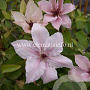 Clematis 'Pink Fantasy' GM 2,0L leverbaar