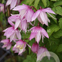 Clematis 'Pink Flamingo' GM 2,0L leverbaar