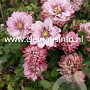 Clematis Pink Passion GM 2,0L leverbaar