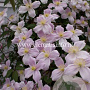 Clematis 'Pink Perfection' GM 2,0L leverbaar