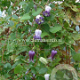 Clematis pitcheri GM 2,0L leverbaar