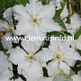 Clematis 'Prince George' GM 2,0L leverbaar