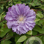 Clematis 'Proteus' GM 2,0L leverbaar