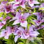 Clematis Proud Mary GM 2,0L leverbaar