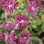 Clematis 'Purpurea Plena Elegans' GM 2,0L leverbaar